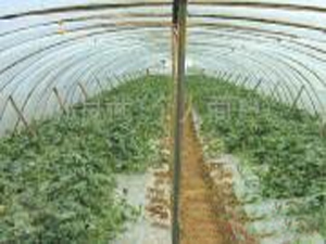 ɽ�|�P���S���{��Ĥ���޹�˾