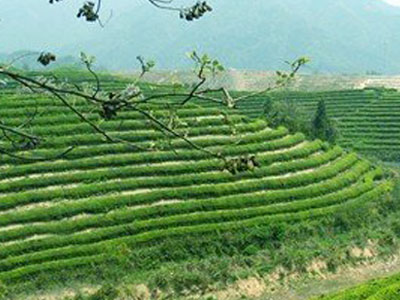 nong2.jpg