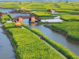 nong1.jpg