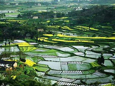 nong1.jpg