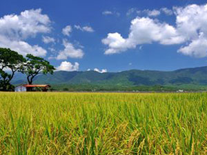 nong1.jpg