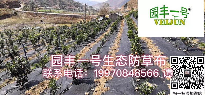 新型可降解园��C����L(f��ng)��态地�?.webp.jpg