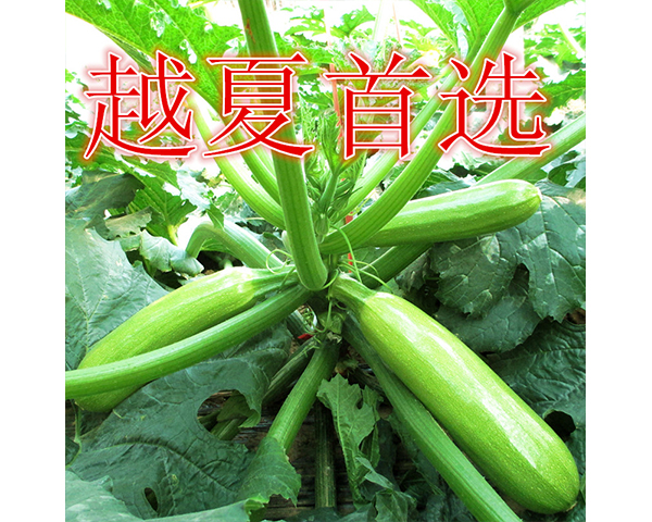 �����J�N��-�S��1̖(h��o)-���N�I(y��)