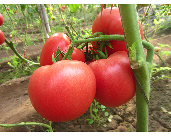 ���t���N��-ͬ��180-���N�I(y��)