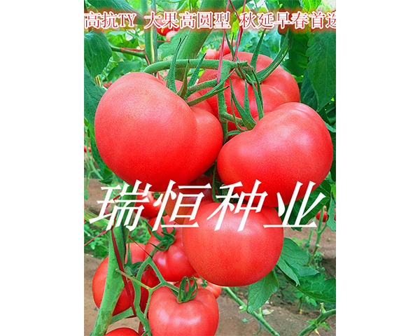���t���N��-���116-���N�I(y��)