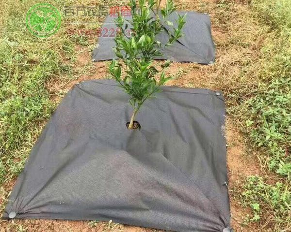 �@�Sһ̖���ݲ�