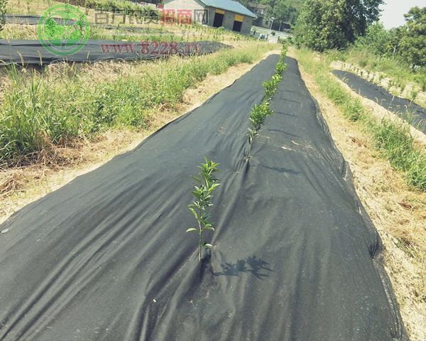 �@�Sһ̖���ݲ�