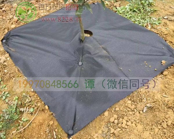 �@�Sһ̖���ݲ�