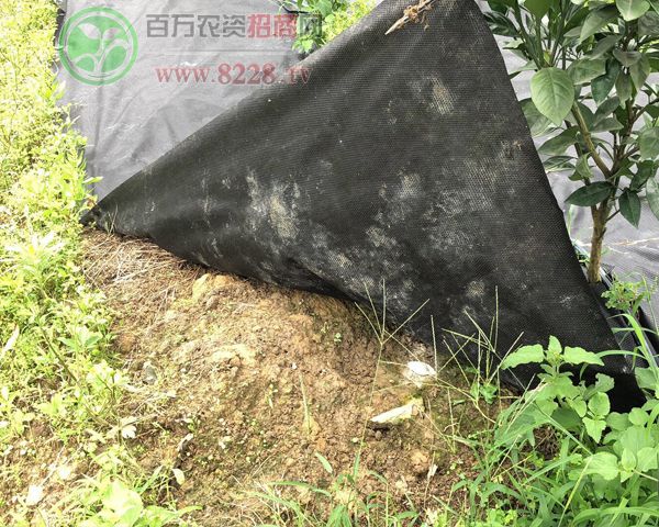 �@�Sһ̖���ݲ�