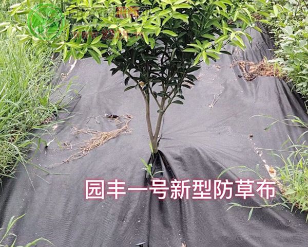 �@�Sһ̖���ݲ�